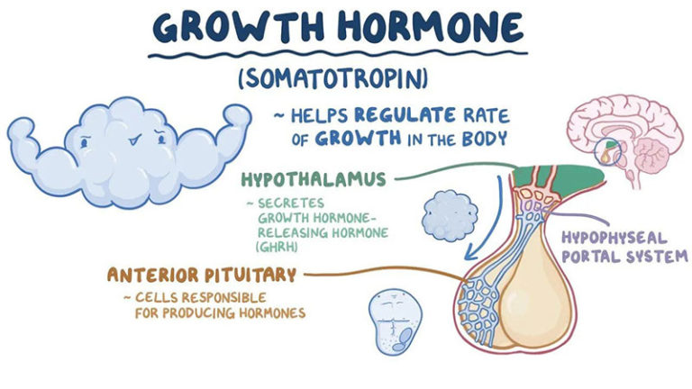 Somatropin Injections for Sale - Buy Cheap and Original Somatropin