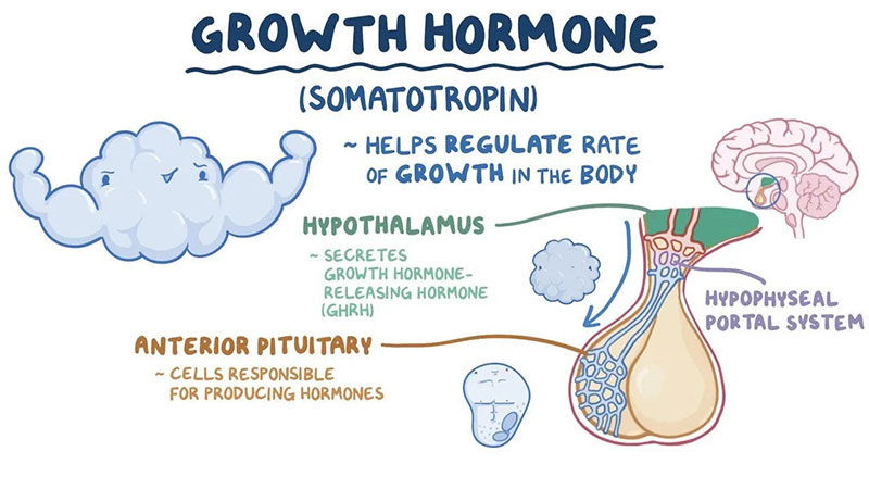 Somatropin Buy How Growth Hormone Works